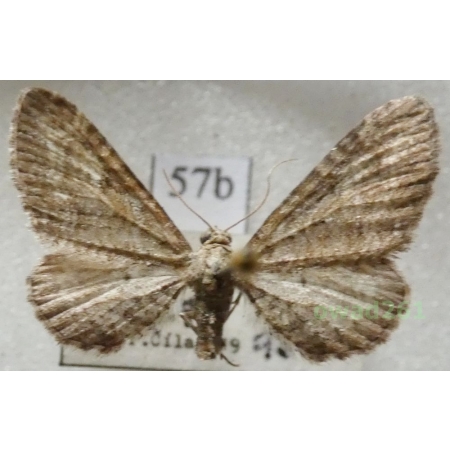 Eupithecia millefoliata Rössler, 1866 Czech57b